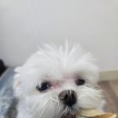 더비젼닥터 | 말티즈 핵경화 후 시작한 강아지 눈영양제, 비타파우 쏘헬시 루테인 비전케어 먹인 후기