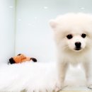 요크독애견샵 이미지