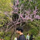 영인산마루 | [아산] 영인산 자연휴양림 - 봄 철쭉 유명한 영인산 자연휴양림 산책