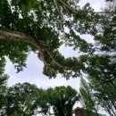 임고초등학교 이미지