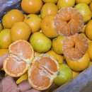 동안농장 | 제주 현타귤 타이벡 감귤 현재농장 택배 후기🍊