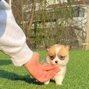 데스티니 퍼피 이미지