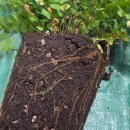 로자리안 | 250618 분갈이를 하자 (행잉 화분 만들기 / 아디안텀 전용 흙 / 로자리안 토분 )