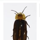 꼬꼬네농장 이미지