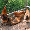 시골닭한마리 이미지