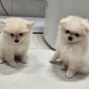 도촌 동물병원 이미지