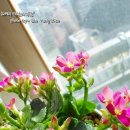 칼란디바 - 마포구 양화로 188 | 칼란디바