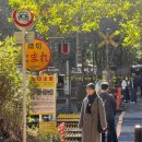 미인열차 | [일본/교토] 요즘 떠오르는 교토 핫플 방문. 겨울교토여행 3탄 (아라시야마,금각사)