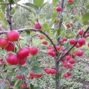 알프스 농장 이미지