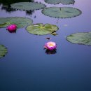 구드래 먹자골목 이미지