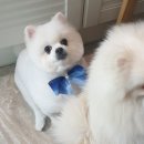 그루밍125 네이버블로그
