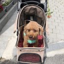 아구통통 이미지