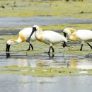 저어새 / Platalea minor Black-faced Spoonbill 이미지