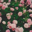 아이디어플라워 이미지