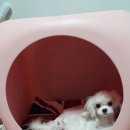 도도애견샵 이미지