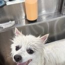 보람애견미용 이미지