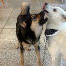 발라댕 | 10개월 진돗개 일상, 즐거운 반려견 축제 🎉