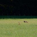 견우와 직녀 이미지