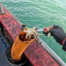 서해판매 | 세네 조타 쉬림프 에기 추천 서해 갑오징어 쭈꾸미 선상낚시 실사용 후기