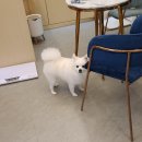 까까펫살롱 이미지