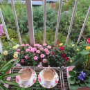 소금꽃정원 이미지