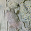 행복펜션 | 인천 근교 애견동반 펜션 ‘행복하개 애견팬션’ 내돈내산 후기