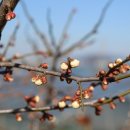 옥자농장 이미지