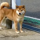 메르시켄넬 이미지