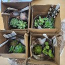 책향기교차로(1) | 나는 어떤 향기로 살고 싶은가? 그림책과 원예가 만났을 때(그림책 원예지도사 교육)