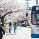 불영계곡 골골에 진달래… '울진의 봄' 이미지