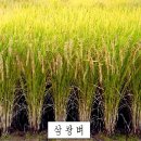 통나무집사람들 이미지