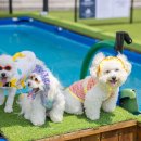 다녀올개 이미지