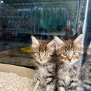 러블리메인쿤 이미지