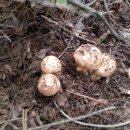 경주버섯 이미지