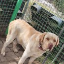 래브라도 리트리버 분양합니다 이미지