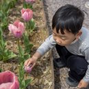 화명생태공원(화명운동장 내) | 부산 화명생태공원 튤립 위치 주차 포토존 방문 꿀팁 총정리