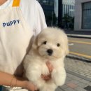 톰퍼피 강아지 분양 이미지