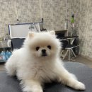 개털깎는마리오 이미지