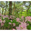용장2리 Daum카페