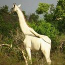 기린03-2 이미지