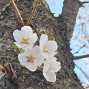 벚꽃엔딩 : 퇴촌 귀여리 벚꽃 & 경안습지생태공원 이미지