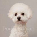 독스앤휴먼 이미지