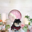 마이펫가든 이미지