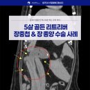 원주24시스카이동물메디컬센터 | 5살 골든 리트리버 장중첩 &amp; 장 종양 수술 성공 사례ㅣ원주스카이동물메디컬센터