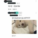 저희 집 강아지가 잠만 자요 이미지