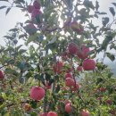 윤철농장 이미지