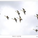 백조 이미지