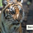 펫스토리 수가 이미지