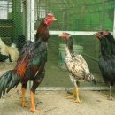 홍의동농장 이미지