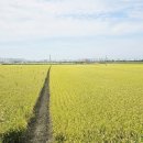 옥산리농로 이미지